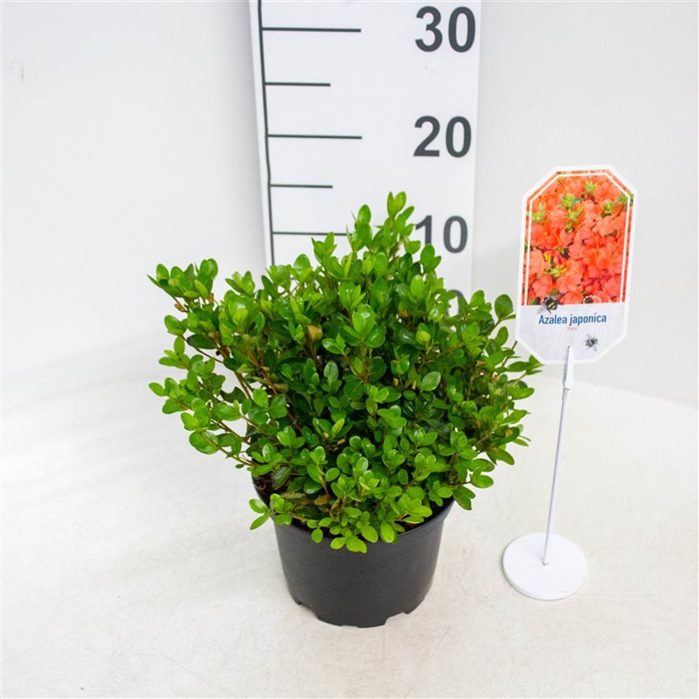 Rhododendron – Rhododendron (AJ); 'Rex' - C2 20-25 CM